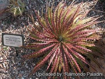 27070 RapCactus Raimondo Paladini