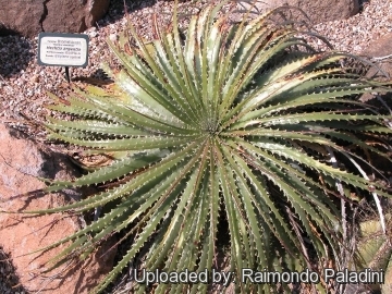 27071 RapCactus Raimondo Paladini