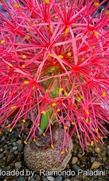 27710 RapCactus Raimondo Paladini