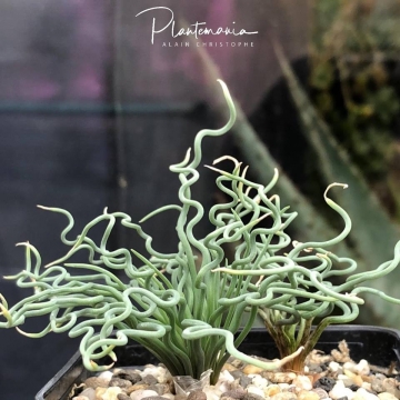 30914 plantemania © Plantemania