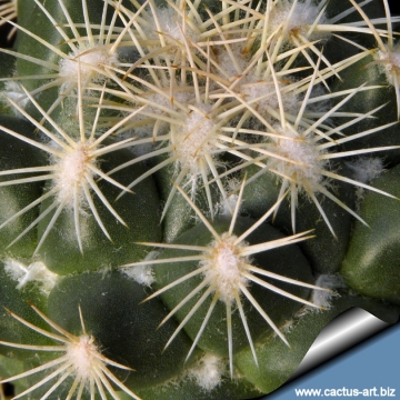 14659 cactus-art Cactus Art