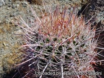 30127 RapCactus Raimondo Paladini