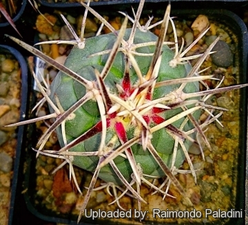 26940 RapCactus Raimondo Paladini