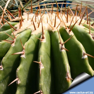 14421 cactus-art Cactus Art