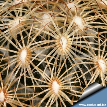 14655 cactus-art Cactus Art