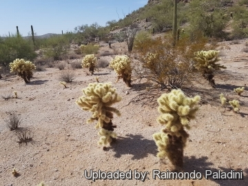 29958 RapCactus Raimondo Paladini