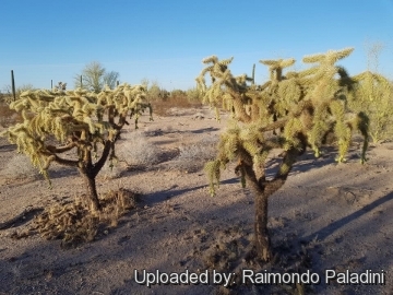 29925 RapCactus Raimondo Paladini