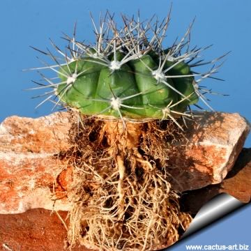 12963 cactus-art Cactus Art