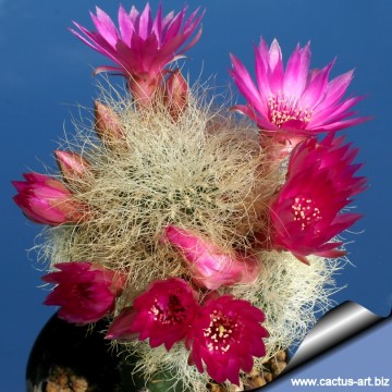 1942 cactus-art Cactus Art