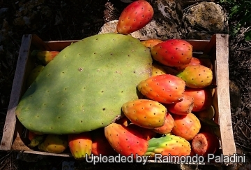 26899 RapCactus Raimondo Paladini