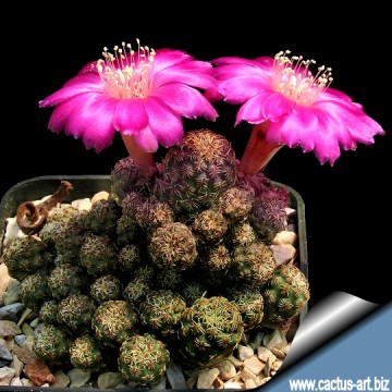 2465 cactus-art Cactus Art