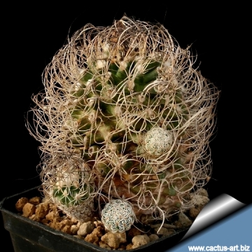 9663 cactus-art Cactus Art