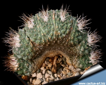 10935 cactus-art Cactus Art