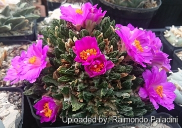 27929 RapCactus Raimondo Paladini