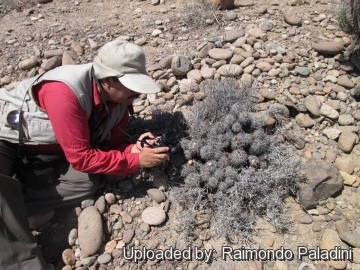 27125 RapCactus Raimondo Paladini