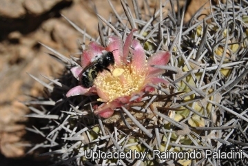 27128 RapCactus Raimondo Paladini