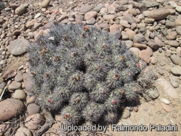 27126 RapCactus Raimondo Paladini