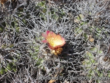 27129 RapCactus Raimondo Paladini