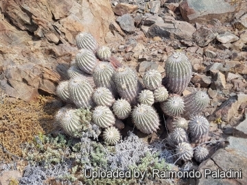 30284 RapCactus Raimondo Paladini