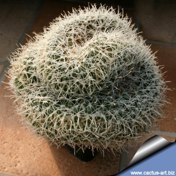 4633 cactus-art Cactus Art