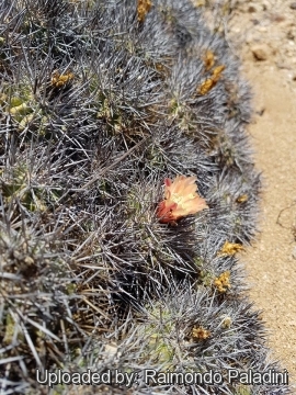 30253 RapCactus Raimondo Paladini