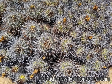 30254 RapCactus Raimondo Paladini