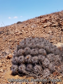 30255 RapCactus Raimondo Paladini