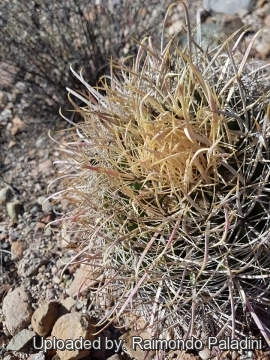 29964 RapCactus Raimondo Paladini