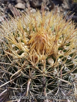 29966 RapCactus Raimondo Paladini