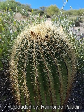 29967 RapCactus Raimondo Paladini