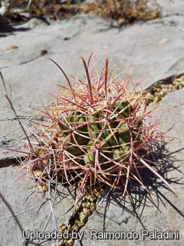 29968 RapCactus Raimondo Paladini