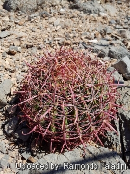 29947 RapCactus Raimondo Paladini