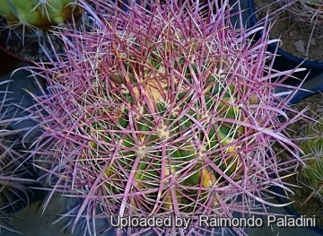 26934 RapCactus Raimondo Paladini