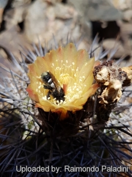 30238 RapCactus Raimondo Paladini