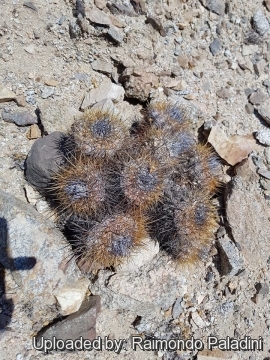 30240 RapCactus Raimondo Paladini