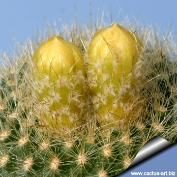 6973 cactus-art Cactus Art