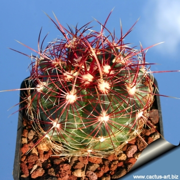 10455 cactus-art Cactus Art