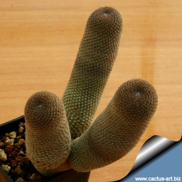 7168 cactus-art Cactus Art