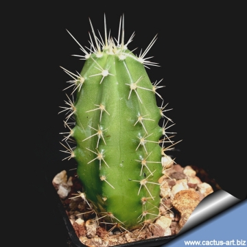 14274 cactus-art Cactus Art