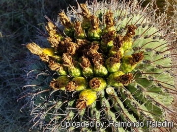 29963 RapCactus Raimondo Paladini