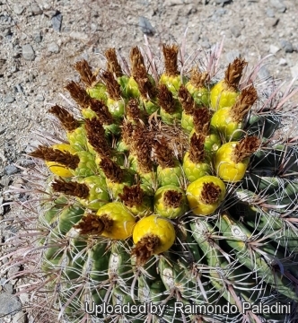 29969 RapCactus Raimondo Paladini