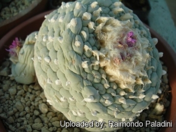 27055 RapCactus Raimondo Paladini