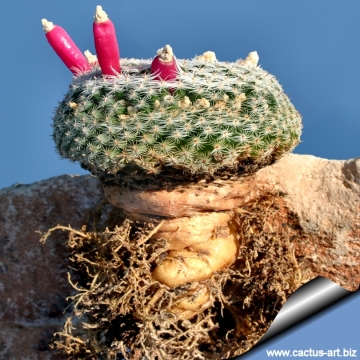 8836 cactus-art Cactus Art