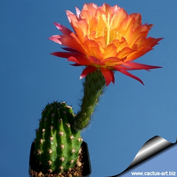 9745 cactus-art Cactus Art