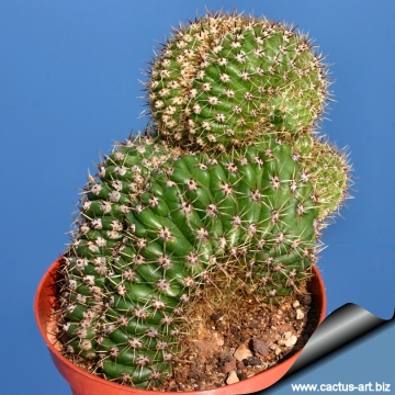 9862 cactus-art Cactus Art