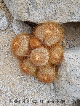 30243 RapCactus Raimondo Paladini