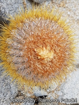 30246 RapCactus Raimondo Paladini