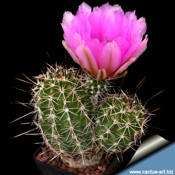 14298 cactus-art Cactus Art