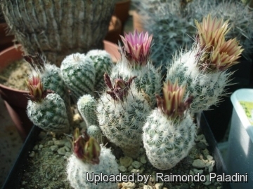 27061 RapCactus Raimondo Paladini