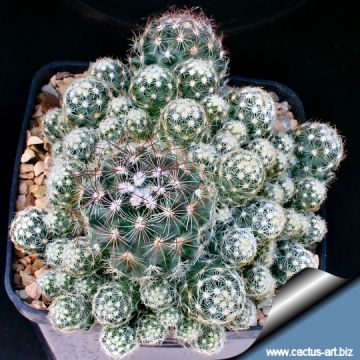 11464 cactus-art Cactus Art